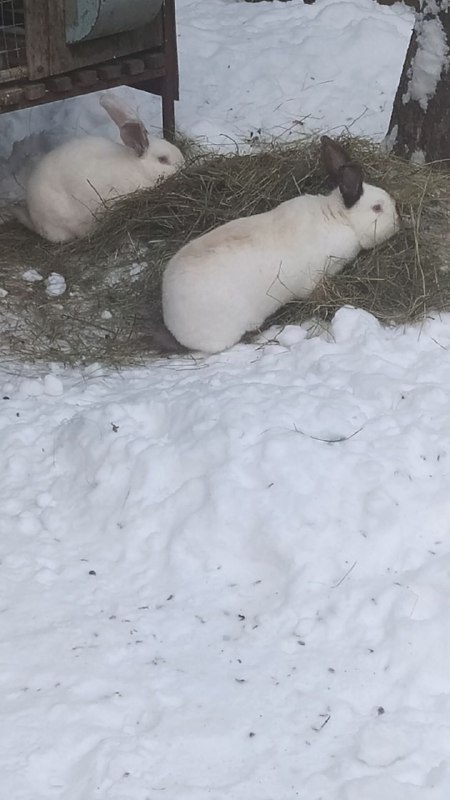 Кролики на свободном выгуле 