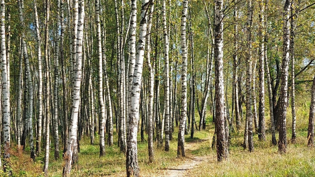 Березовая роща