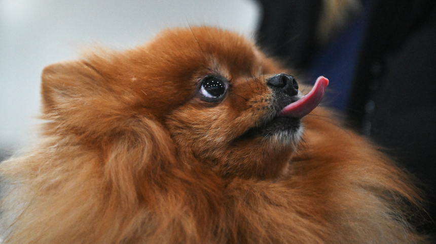    Фото: © РИА Новости/Кирилл Каллиников