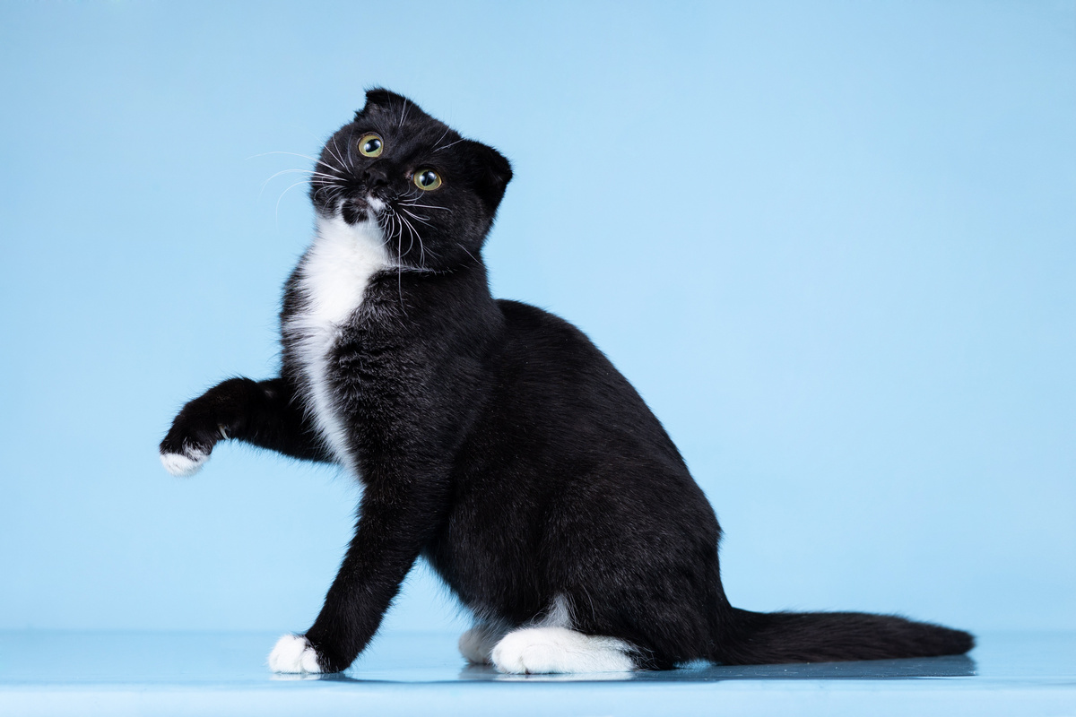 Том, 6 мес. Ищет дом. Мечтает подарить океан любви своему человеку  +7 903-266-04-05