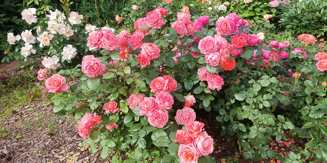 ТРИПС И РОЗЫ. ЛУЧШИЕ СРЕДСТВА ЗАЩИТЫ