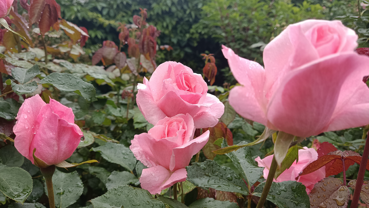 Куин Элизабет, 2025