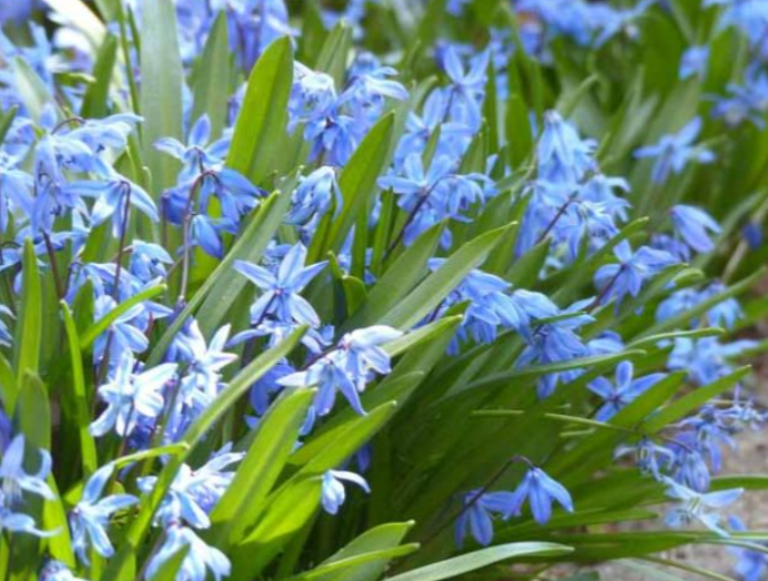 Пролеска сибирская