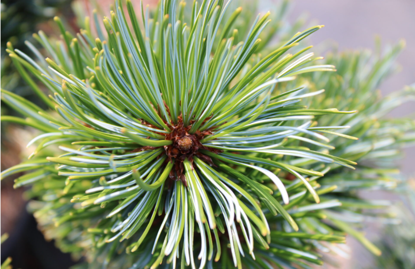 Кедр или сосна сибирская