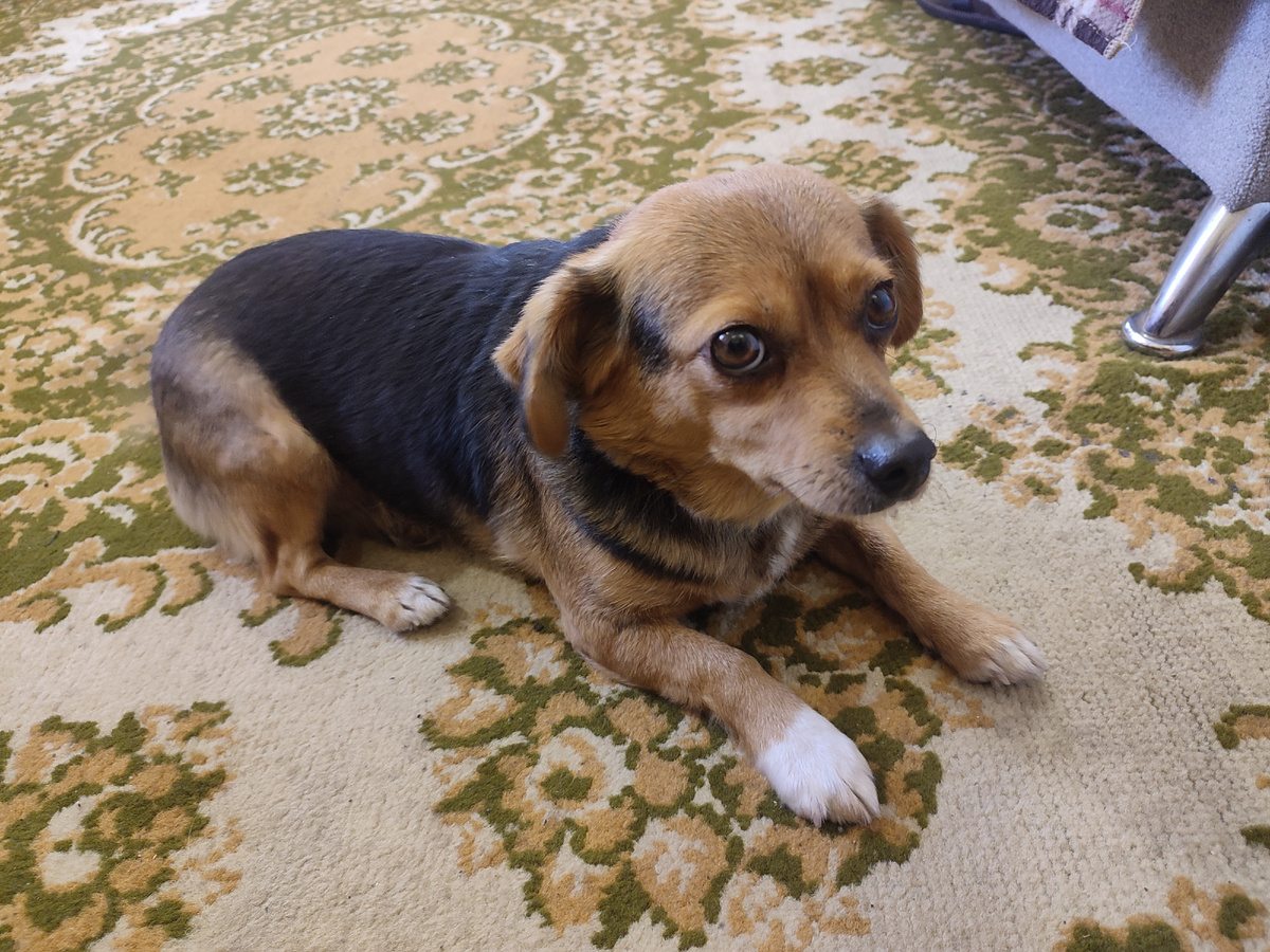 Наша Чапа )))