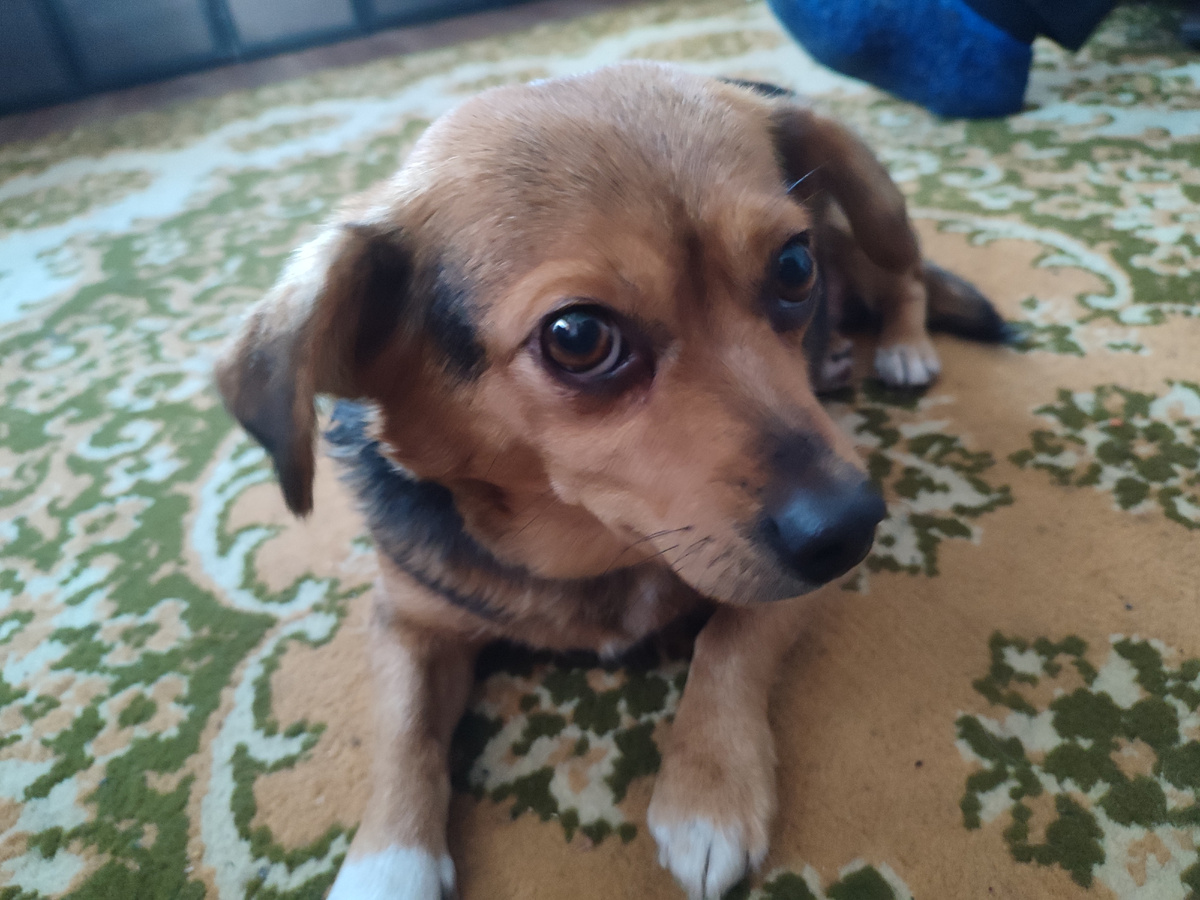 Привет. Я Чапа. Я из Ольговки Курской области )))