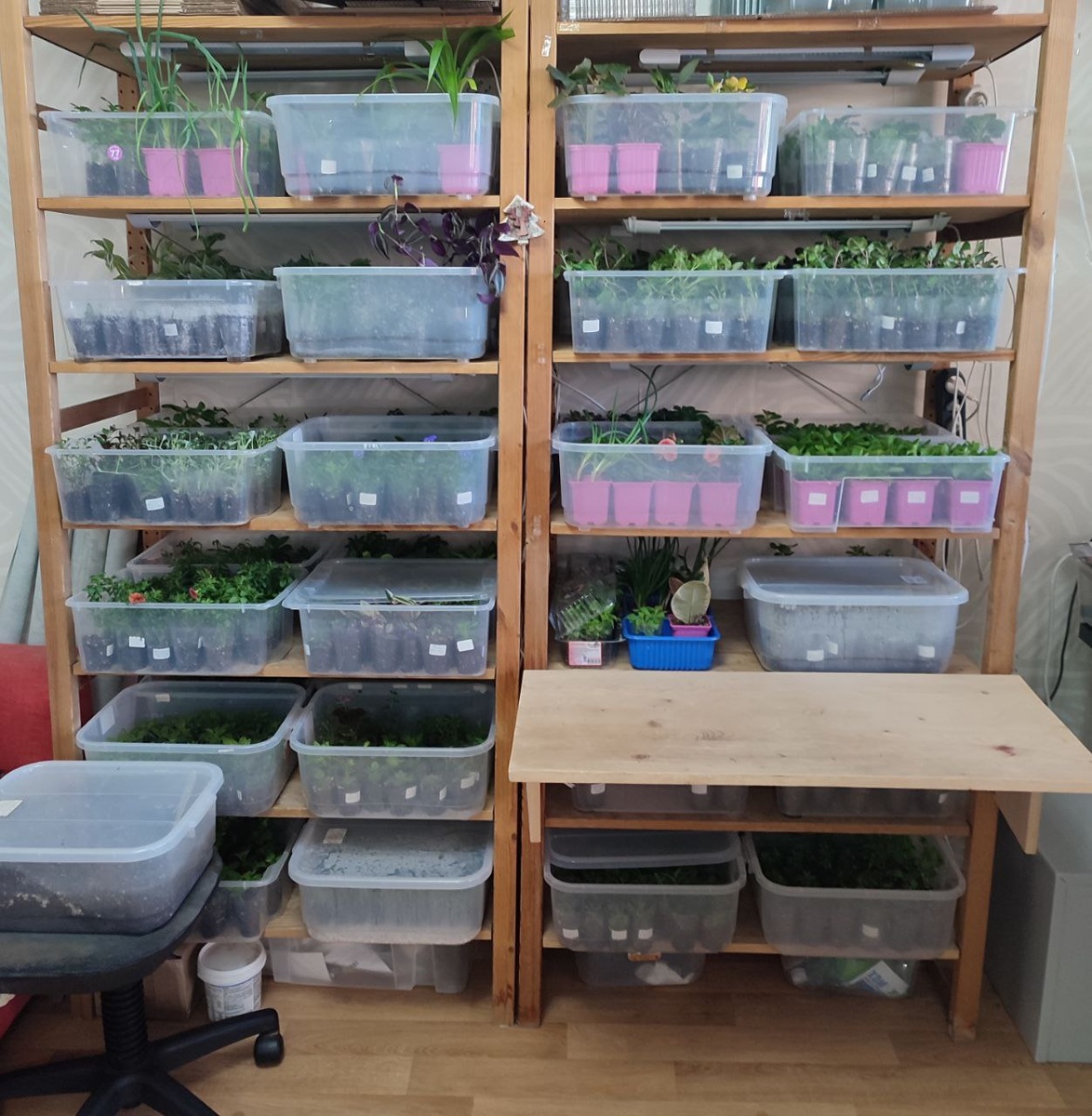 Пример выращивания рассады на стеллаже