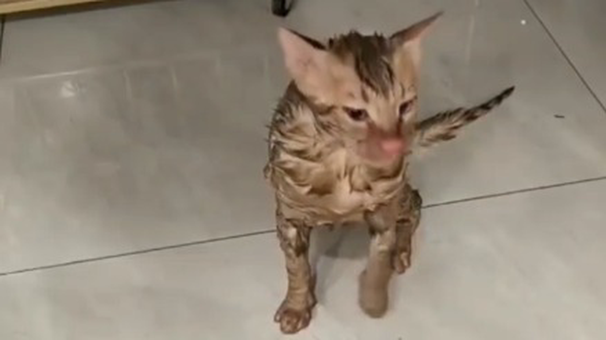    Фото: скриншот / РИА Новости / Telegram