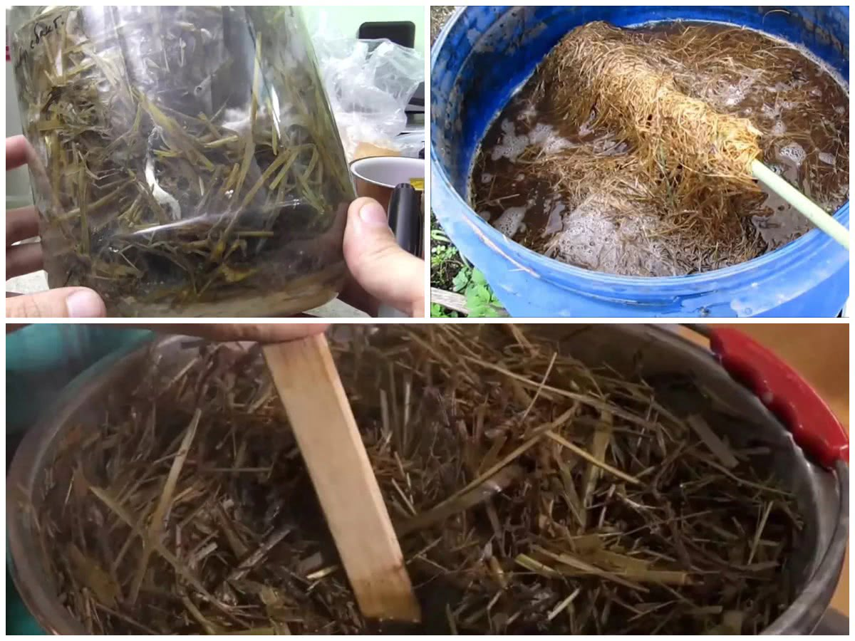 Варить сено для фитоспорина - популярный, но совершенно бестолковый и бесполезный способ, который иногда может принести немало проблем.