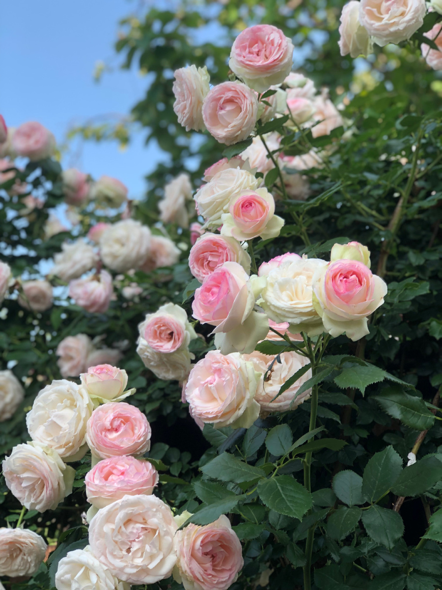 «Пьер де Ронсар» (Pierre de Ronsard)