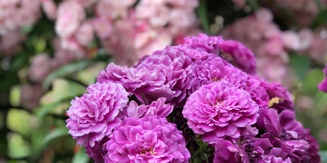 Подкормка роз для пышного цветения.