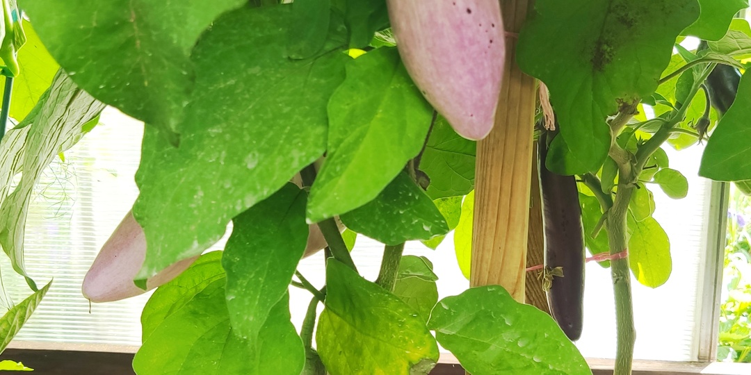 Баклажан «Романтик»