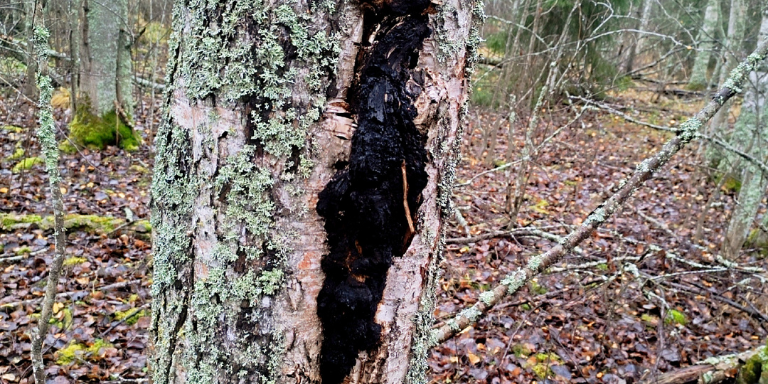 Почему я перестал пить чагу каждый день и как отличить настоящий гриб от пустышки за 30 секунд (Часть 3)