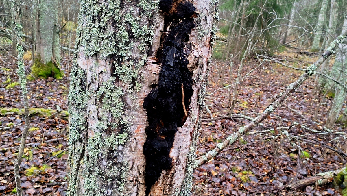 Фотографии чаги с моего архива. Были сделаны месяц назад в посёлке Красный холм.