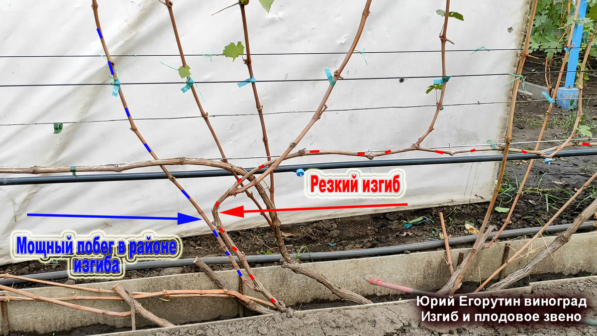 Вот так был подвязан побег, он отмечен красным цветом.