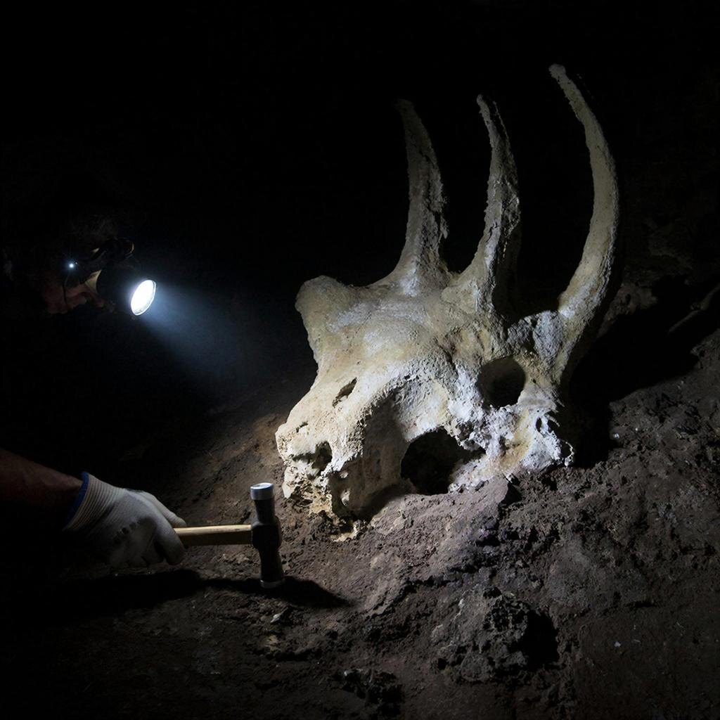 Художественная реконструкция. Сгенерировано нейросетью по авторскому запросу для создания атмосферы загадочной палеонтологической находки в пещерных условиях.