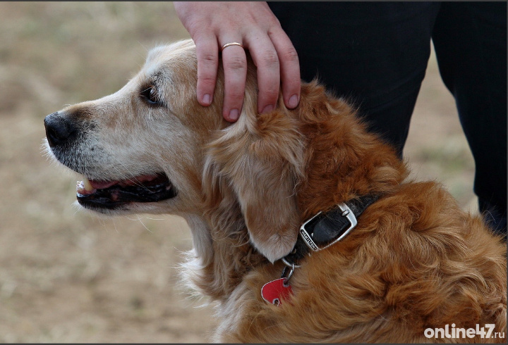 фото: Валентин Илюшин/Online47