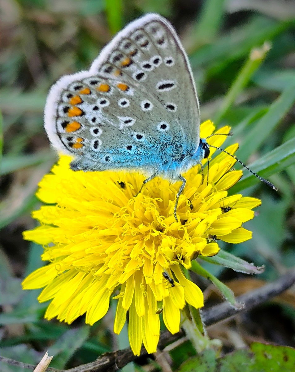 Фото автора. Голубянка