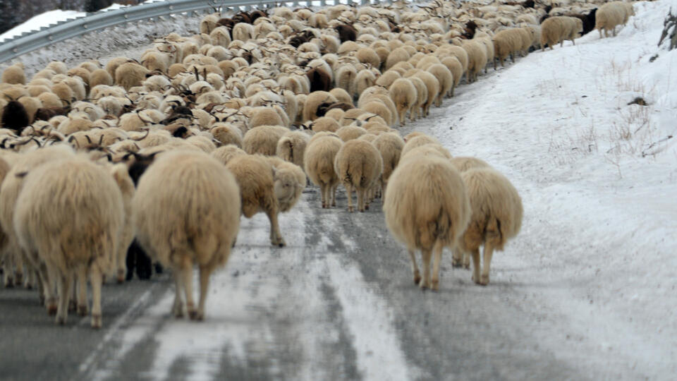     Четыре пастуха пошли спасать скот и погибли из-за бури под Волгоградом Тырышкин Александр/ТАСС