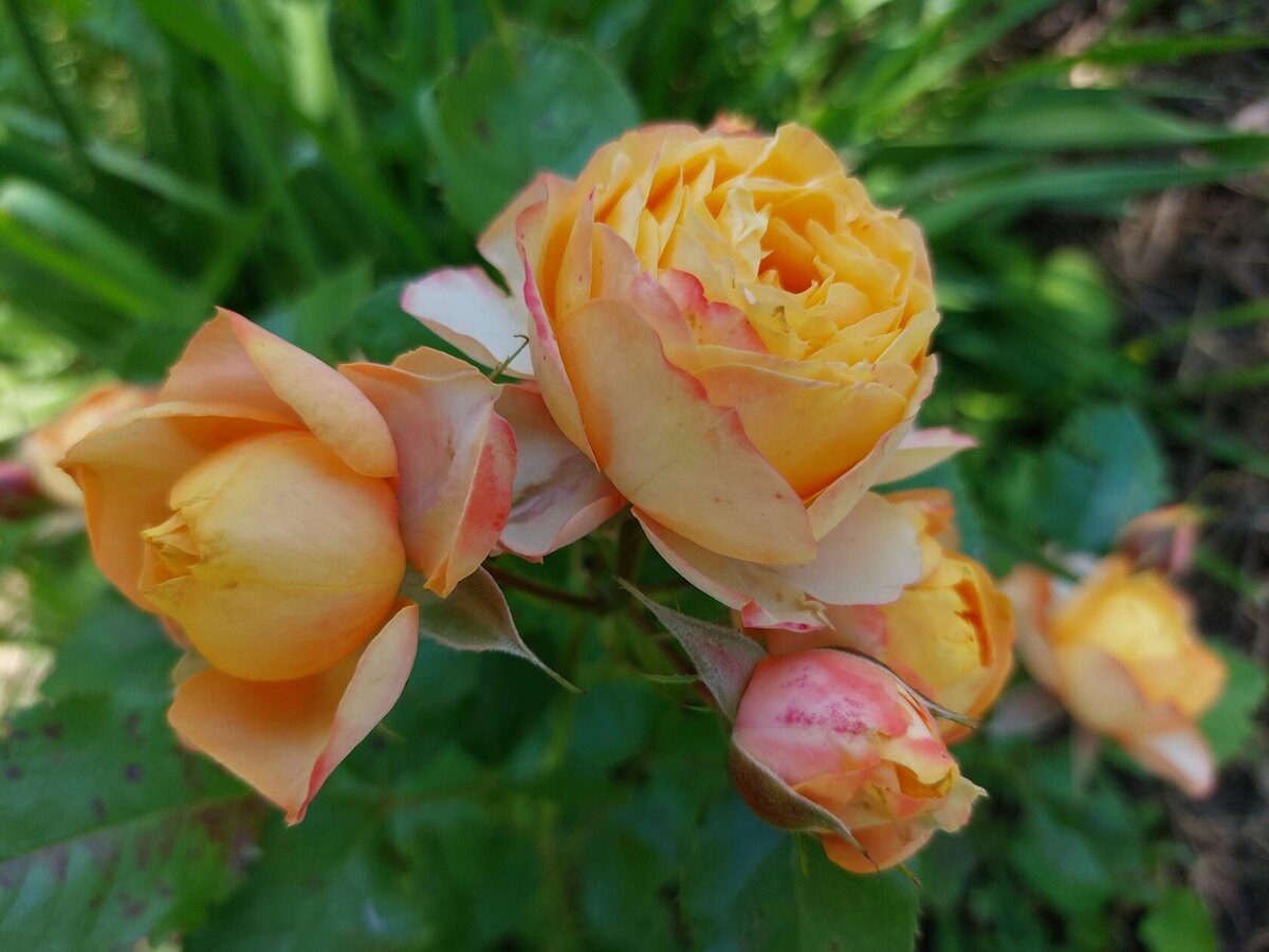 Бэби Романтика