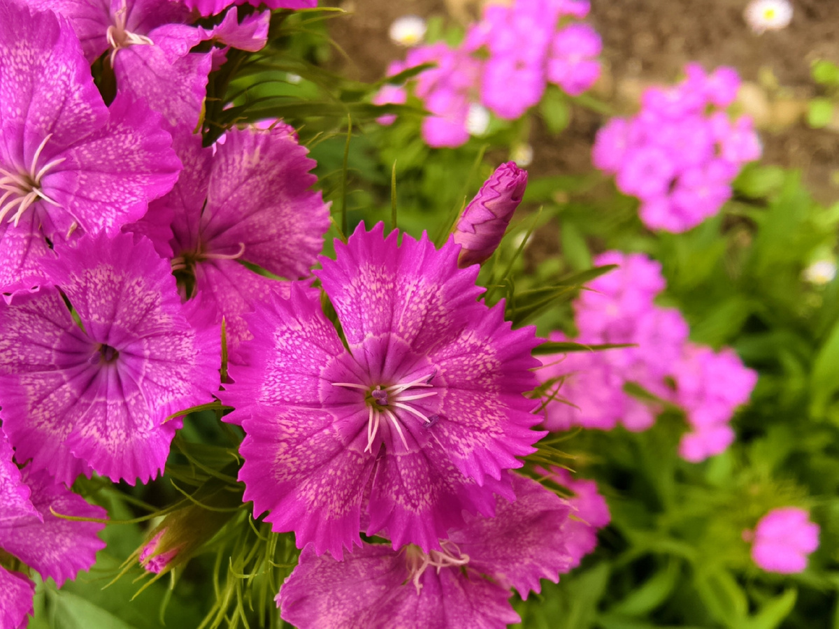 Яркие краски лета