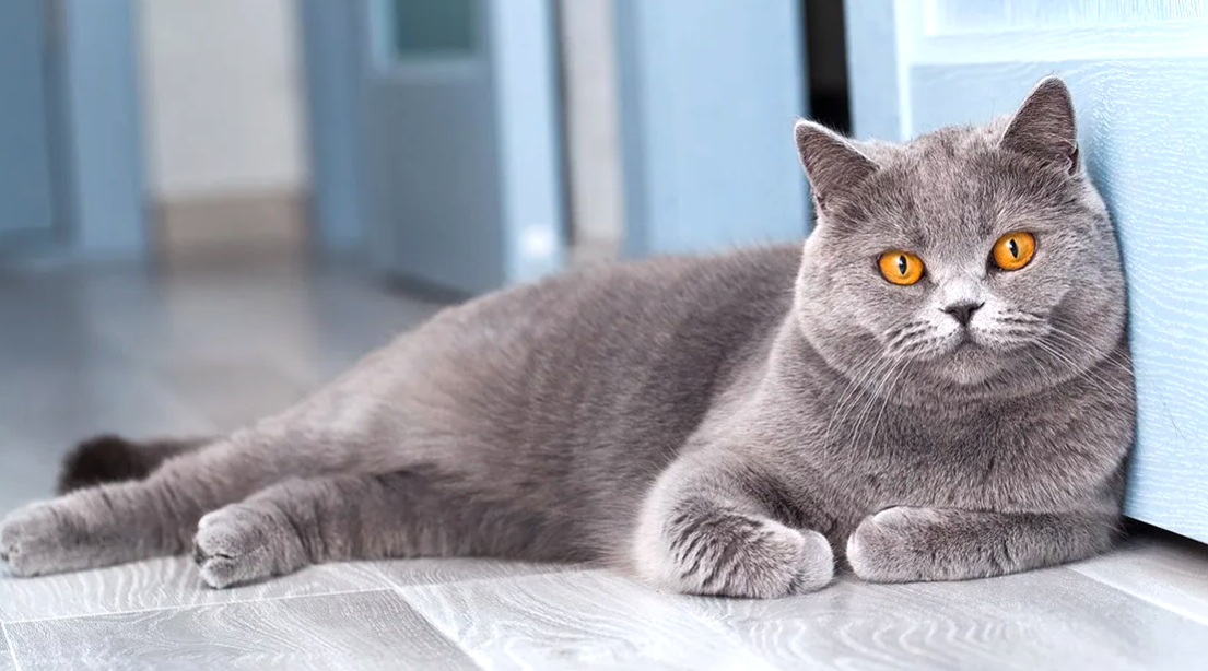 на фото британская короткошерстная кошка