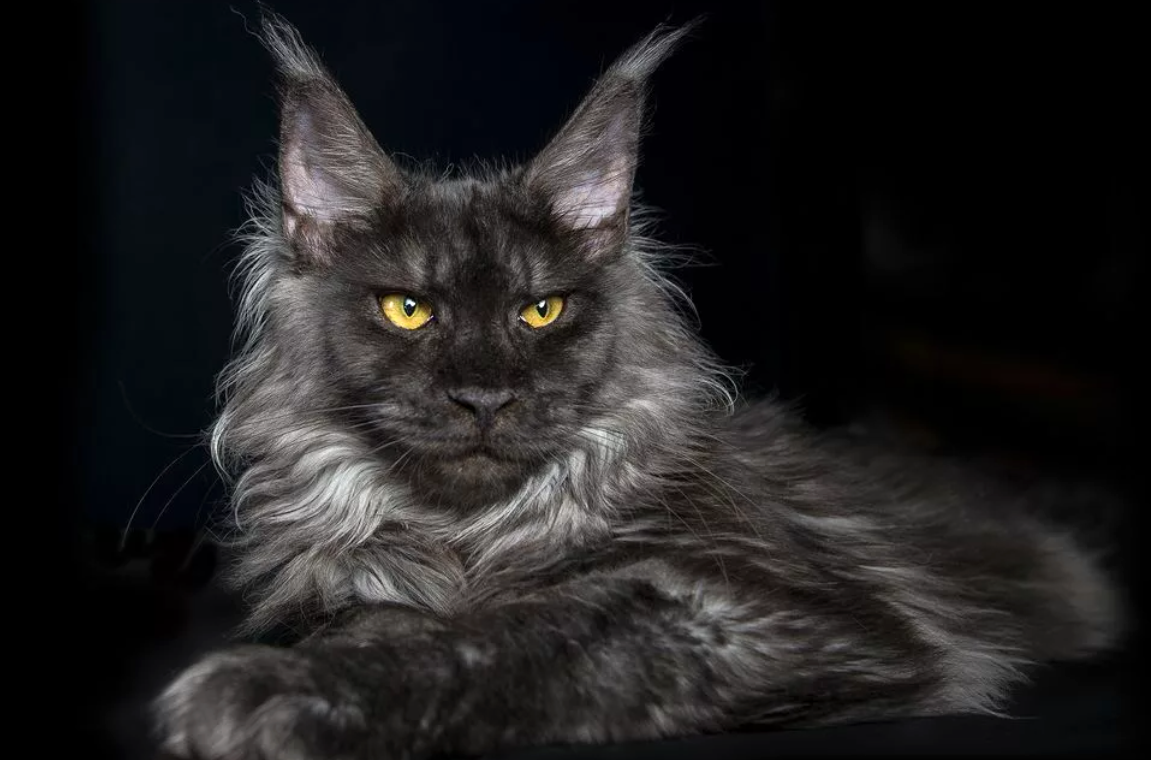 на фото мейн-кун