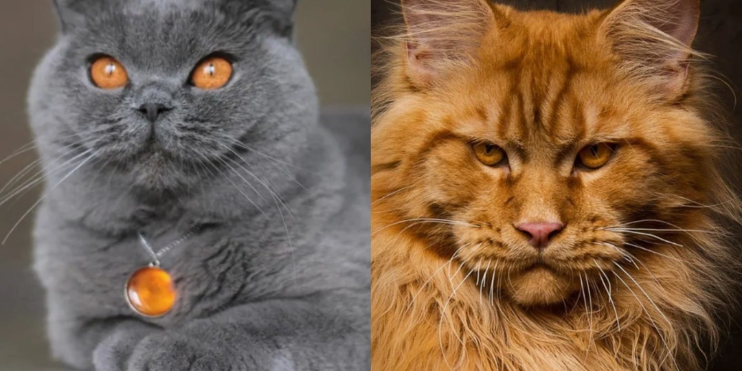 Топ-9 популярных пород кошек: от плюшевых британцев до великанов мейн-кунов (помощь в выборе породы кошек)