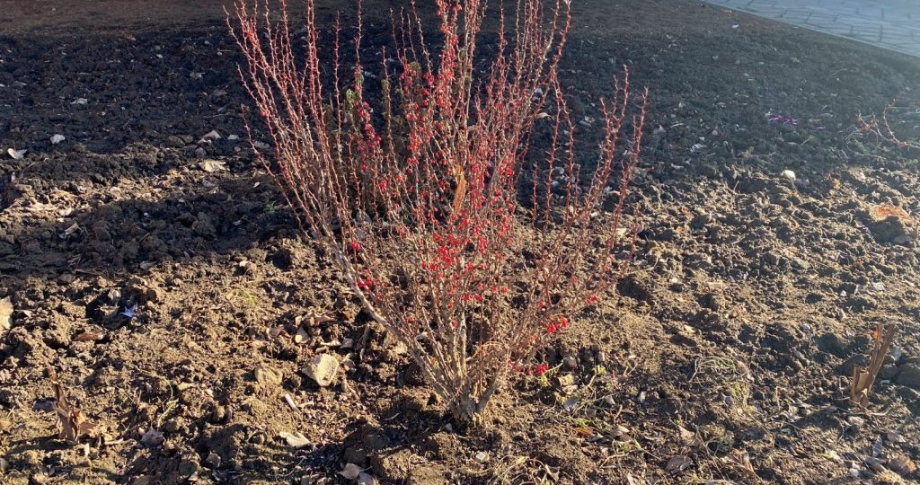 Зимняя защита для вашего сада: как подготовить растения к бесснежной зиме
