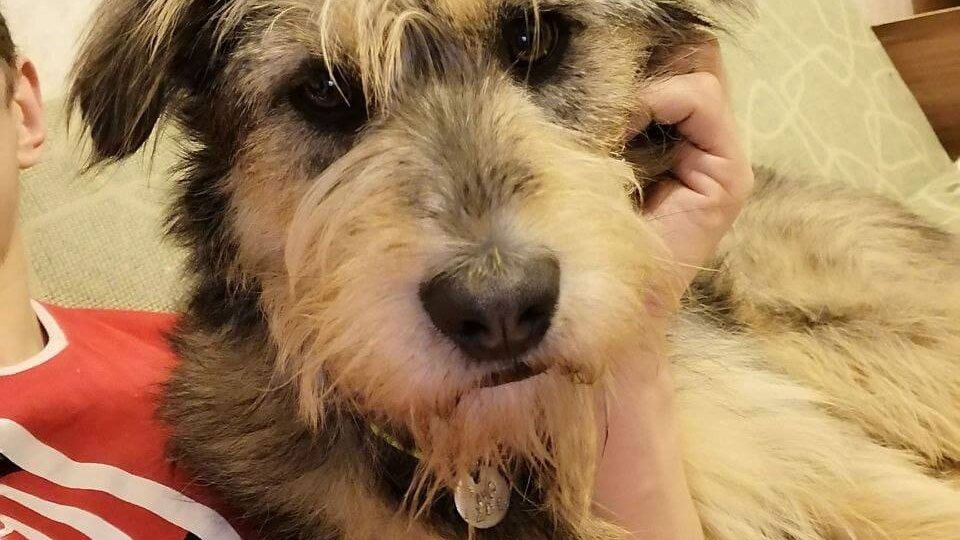 🆘 Срочно ищем семью 🆘 хозяина не стало