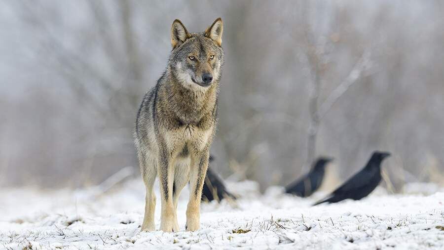    Фото: Global Look Press/Michaela Walch