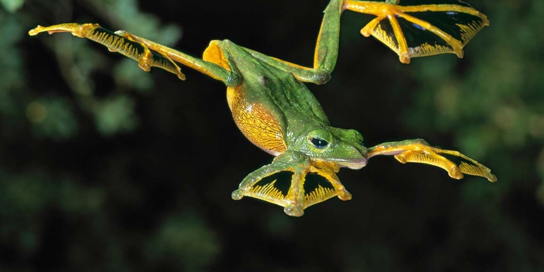 Лягушка, которая летает