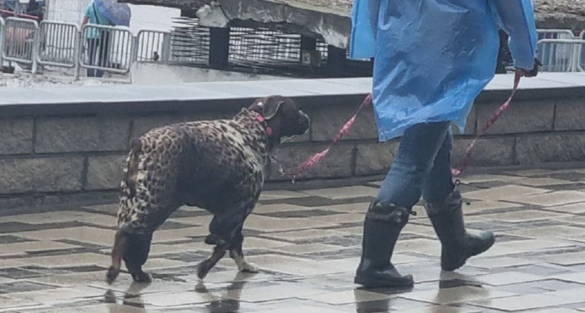    Фото Анастасии Дмитриевой