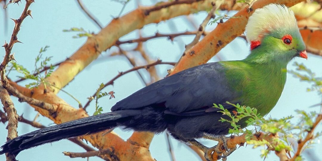 Почему эта птица не притворяется зелёной