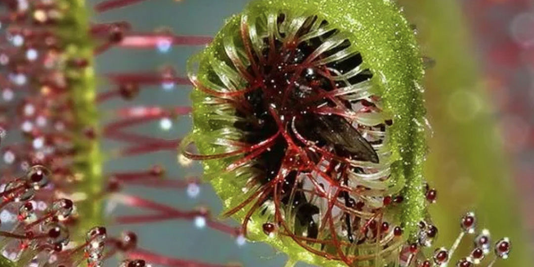 Нежная ловушка