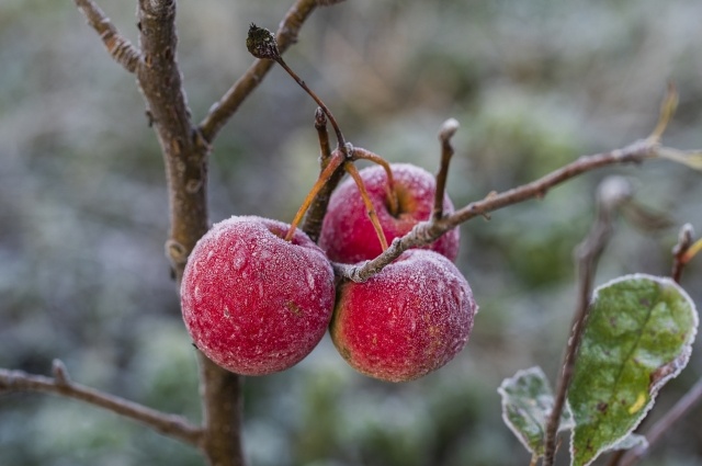    Важно тщательно осмотреть деревья. Фото: istockphoto.com/ intek1