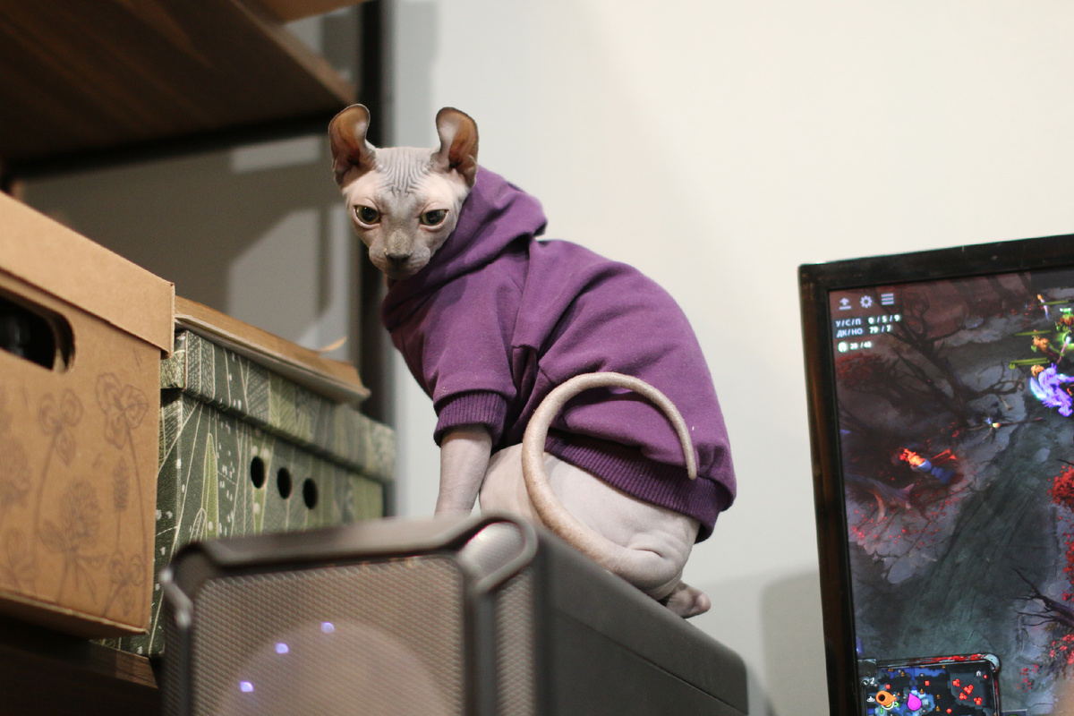 Моз кошек развивается неравномерно