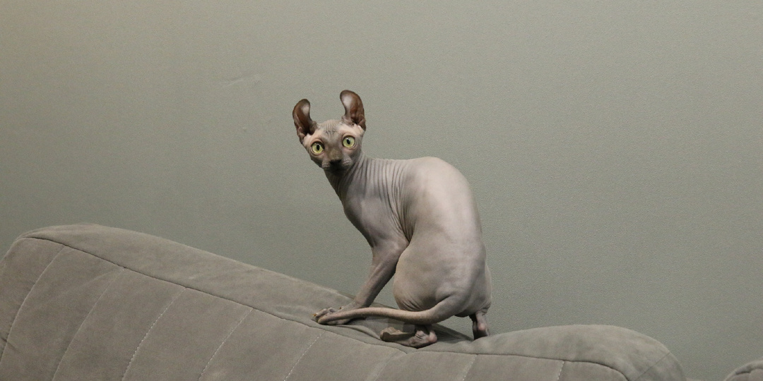 Зоопсихология переходного возраста: гайд по воспитанию сфинкса (8-18 месяцев)