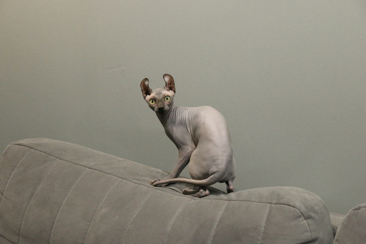 Поведение накануне полового созревания может меняться