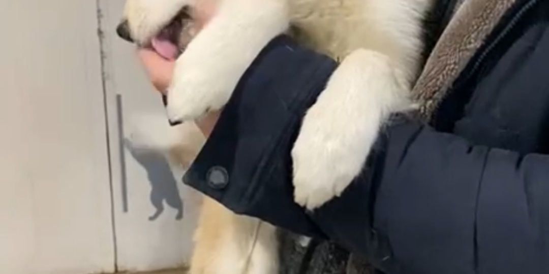 Она лижет руки спасителям и все благодаря Вам