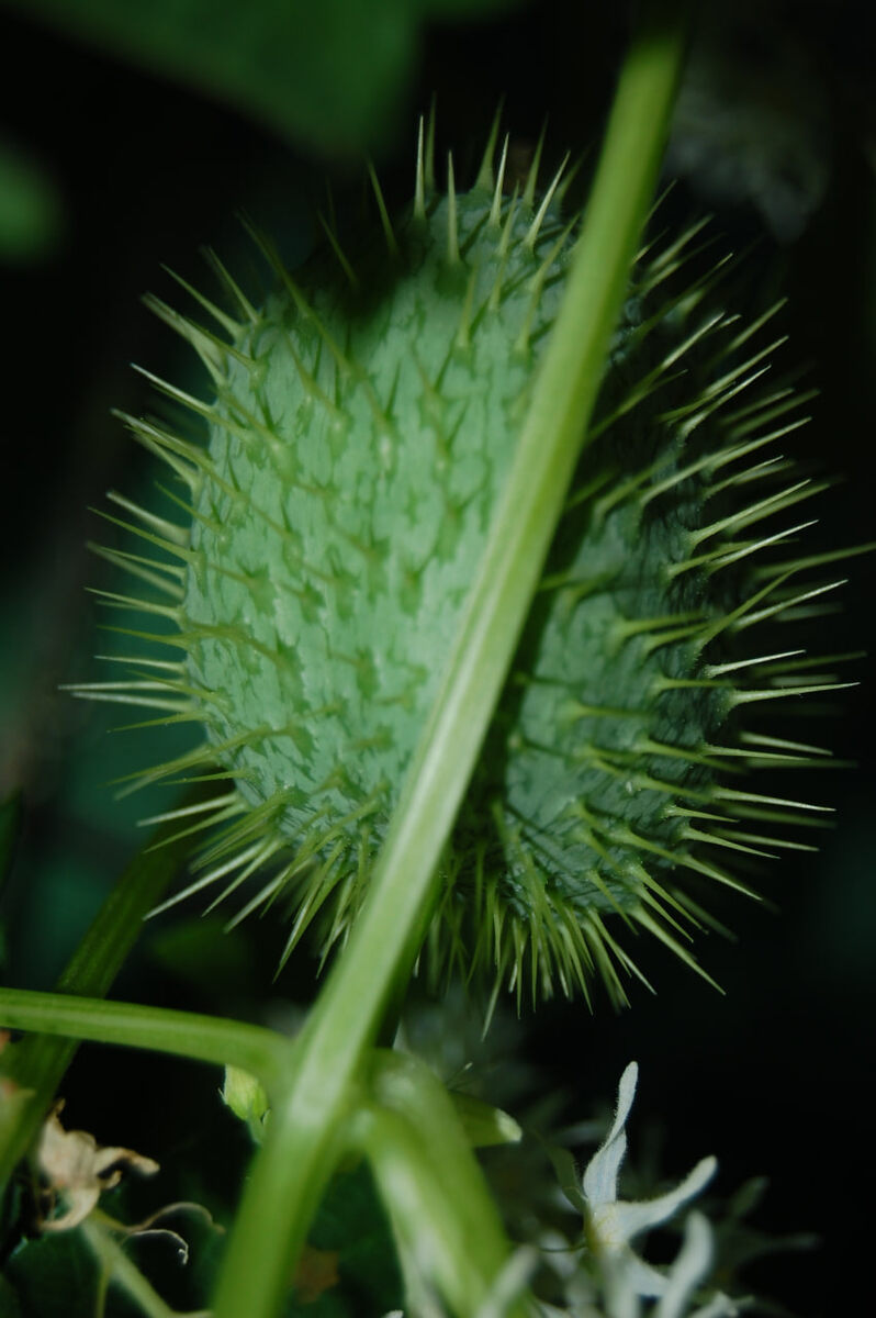 Эхиноцистис шиповатый