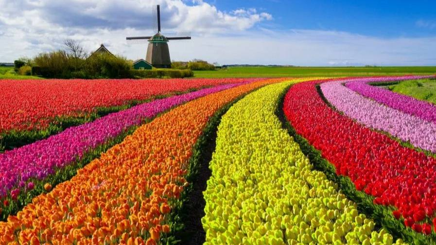 Так выращивают Тюльпаны. Фото из Яндекса. Спасибо автору. 