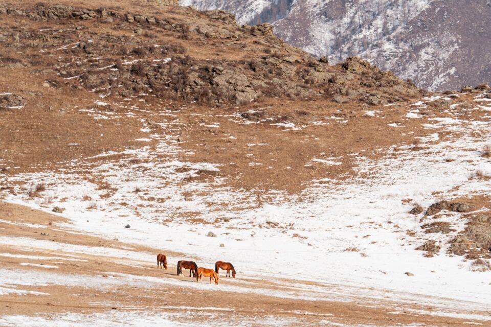    Село Боочи, Республика Алтай. Источник: Андрей Сороко/"Толк"
