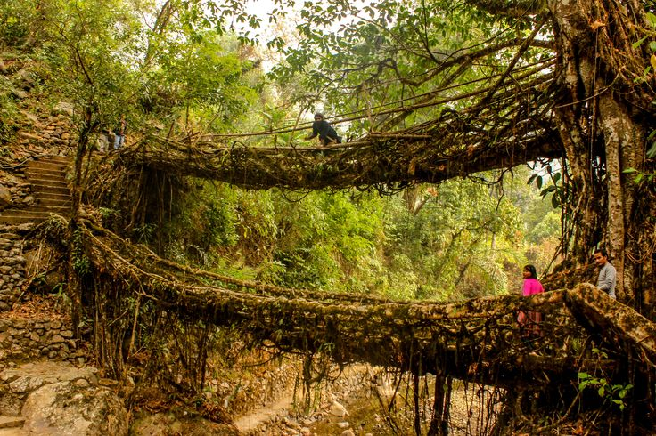 Этот мост растёт 500 лет и становится только прочнее