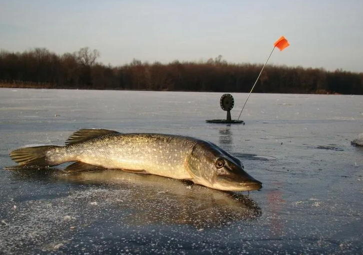 Жерлицы молчат весь день — что не так