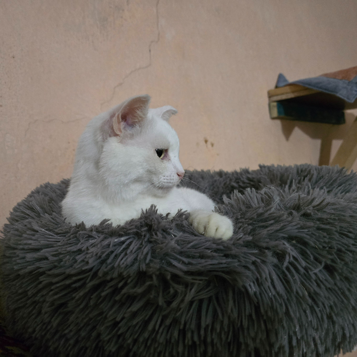 белоснежная принцесса на мягком троне