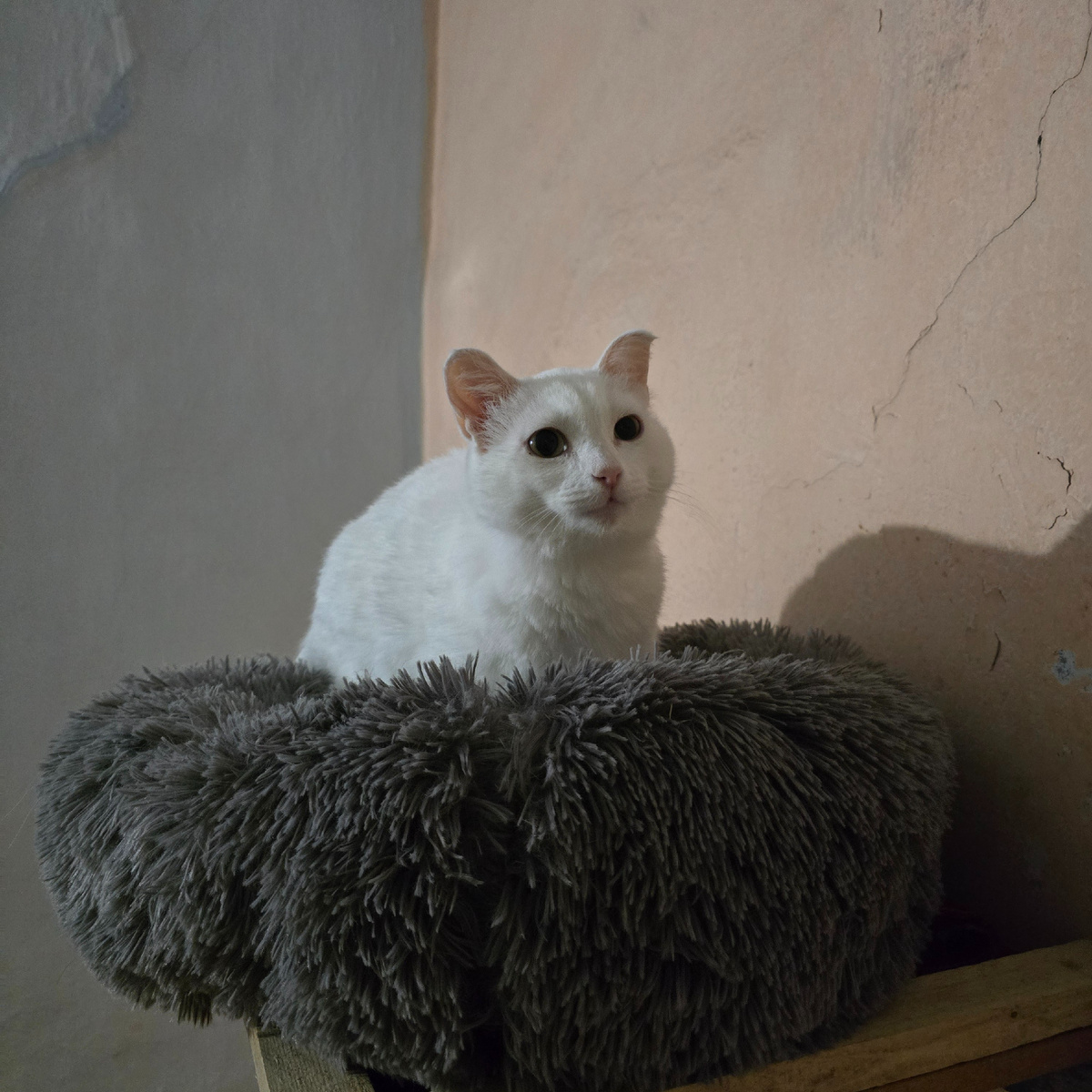 гордая красавица смотрит в будущее