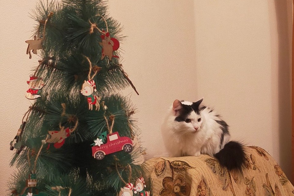   Ветеринар рассказала, как сделать так, чтобы украшения на елке были безопасны для вашего питомца. Татьяна СОЛОВОВА