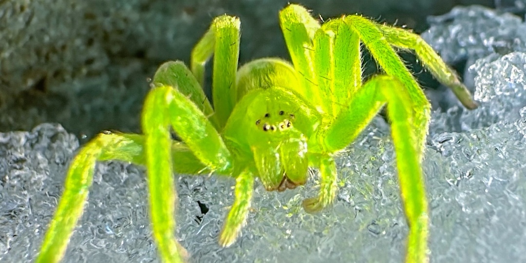 Зимний гость в зелёном