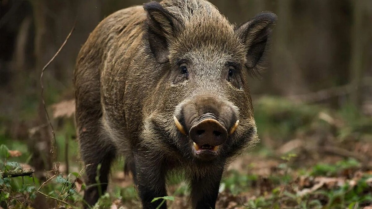    Изображение создано с помощью ИИ